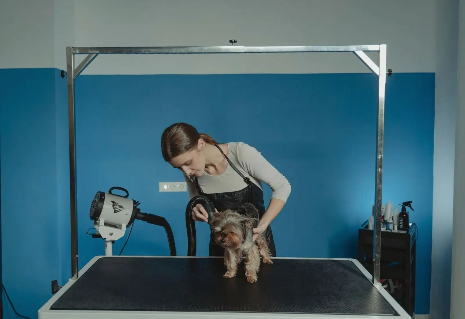 Clean, Comfortable Pets in Toronto
